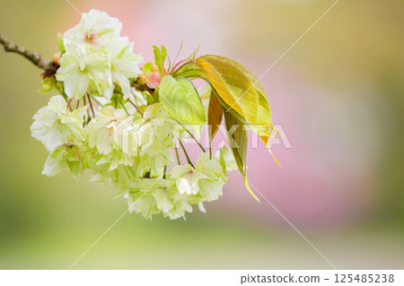 Gyoikou Sakura 125485238
