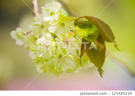 Gyoikou Sakura Gyoikou Sakura 125485239