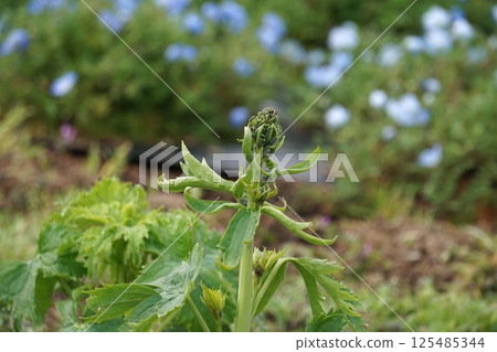 Delphinium bud 125485344