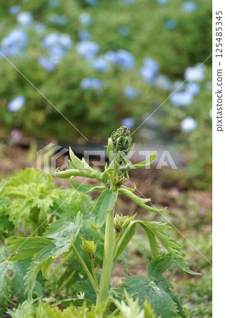Delphinium bud 125485345