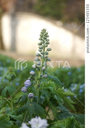 Delphinium bud 125485350