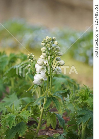 Delphinium bud 125485351