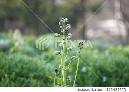 Delphinium bud 125485353