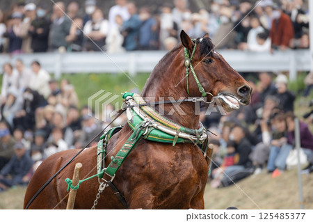 Tohoku Draft Horse Competition: Draft horses over obstacles 125485377