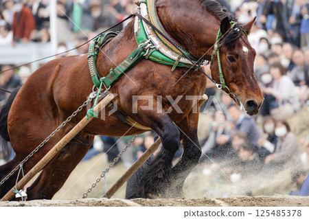 Tohoku Draft Horse Competition: Draft horses over obstacles 125485378