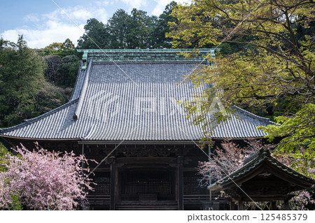 Spring Soshido at Myohonji Temple in Kamakura, Kanagawa Prefecture 125485379