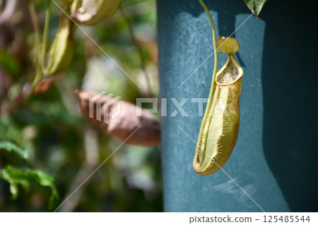 A pitcher plant waiting for its meal A pitcher plant waiting for its meal 125485544