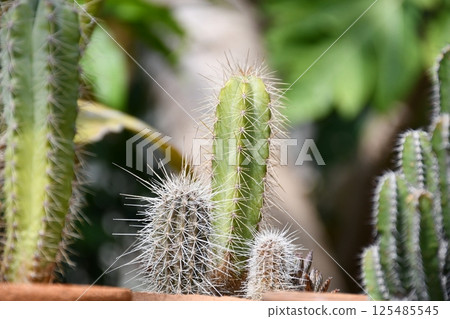 Cacti growing slowly and steadily Cacti growing slowly and steadily 125485545