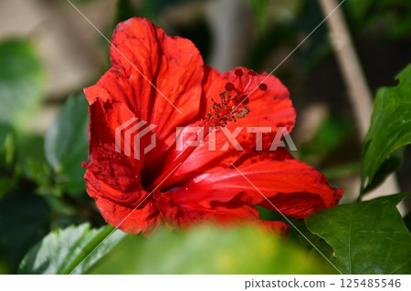一朵安靜又自信的紅芙蓉花 一朵安靜又自信的紅芙蓉花 125485546