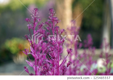 Habotan flowers Habotan flowers 125485557