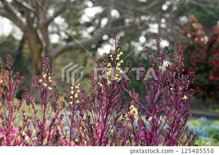 Habotan flowers 125485558