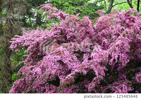 Safflower Tokiwamansaku 125485648