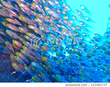 甲蟲群 甲蟲群 125485737