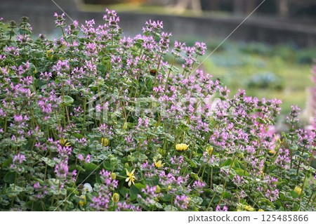 Hotokenosa flowers Hotokenosa flowers 125485866