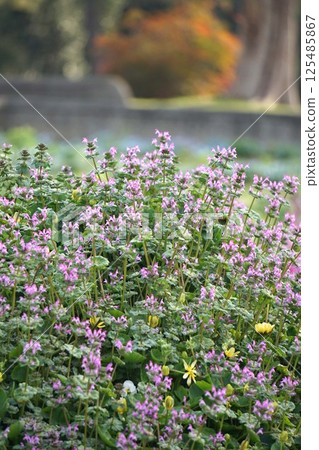 Hotokenosa花 125485867
