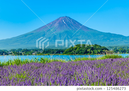Mount Fuji in Summer - The Lavender Fields at Oishi Park, Lake Kawaguchi 125486273