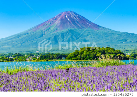Mount Fuji in Summer - The Lavender Fields at Oishi Park, Lake Kawaguchi 125486275