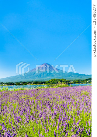 Mount Fuji in Summer - The Lavender Fields at Oishi Park, Lake Kawaguchi 125486277