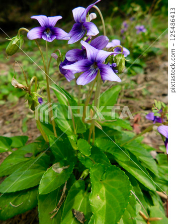 琉球紫羅蘭 125486413