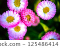 許多粉紅色的花朵 125486414