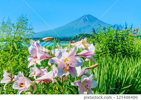 夏天的富士山～河口湖大石公園～ 125486480