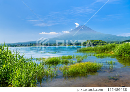 Mount Fuji in Summer ~Oishi Park, Lake Kawaguchi~ 125486488