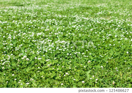 White clover in May White clover in May 125486627