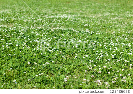White clover in May White clover in May 125486628