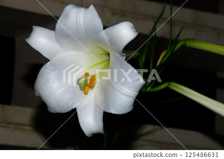 Takasago lilies blooming in partial shade from the end of the rainy season to early summer 2 Takasago lilies blooming in partial shade from the end of the rainy season to early summer 2 125486631