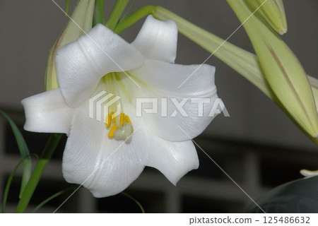 Takasago lilies blooming in partial shade from the end of the rainy season to early summer 1 Takasago lilies blooming in partial shade from the end of the rainy season to early summer 1 125486632