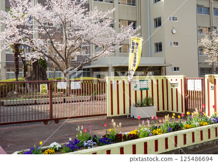櫻花和小學大樓 125486694