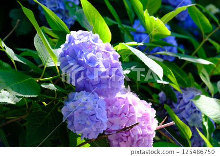 hydrangea   125486750