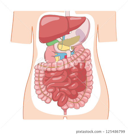 Cross-sectional illustration of the human body showing the organs from the liver and stomach to the intestines 125486799