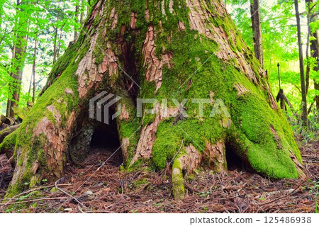 Pilgrimage route to Nikko Toshogu Shrine, Tochigi Prefecture 1 Pilgrimage route to Nikko Toshogu Shrine, Tochigi Prefecture 1 125486938