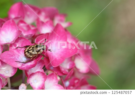 Insect on a hydrangea flower 125487057