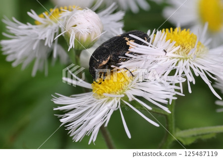 Living things, insects, black flower beetle, April. It hides in the flower of the buttercup, and seems to like white flowers. Living things, insects, black flower beetle, April. It hides in the flower of the buttercup, and seems to like white flowers. 125487119