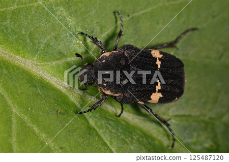 Living creatures, insects, black flower beetles, about 12 to 15 mm in length. The pattern on the pronotum seems to vary greatly among individuals. Living creatures, insects, black flower beetles, about 12 to 15 mm in length. The pattern on the pronotum seems to vary greatly among individuals. 125487120