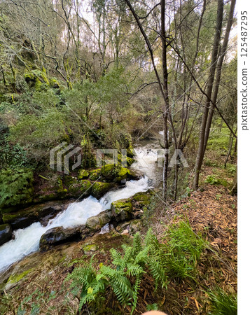 River Through the Forest 125487295