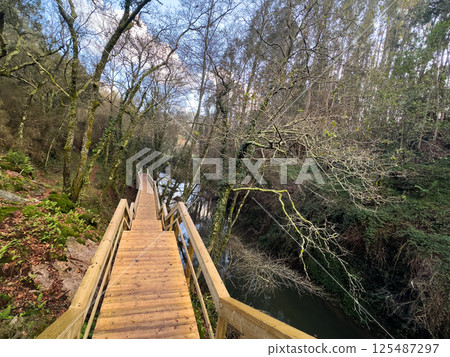 Forest Walk by the River 125487297