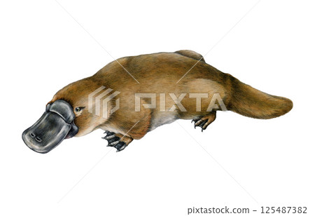 Platypus Australia native animal watercolor illustration. Hand drawn vintage style Australian endemic mammal with duck bill. Cute platypus illustration isolated on white background 125487382