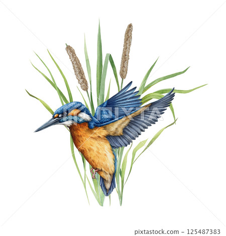 Flying kingfisher bird watercolor illustration. Common kingfisher in flight against the backdrop of river grass. Wildlife nature scene of flying bright bird on a isolated on white background 125487383