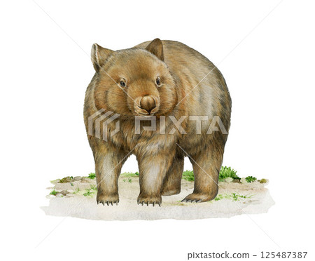 Wombat animal standing on the ground watercolor painted illustration. Hand drawn vintage style Australia native wildlife mammal. Cute single wombat isolated on white background Wombat animal standing on the ground watercolor painted illustration. Hand drawn vintage style Australia native wildlife mammal. Cute single wombat isolated on white background 125487387