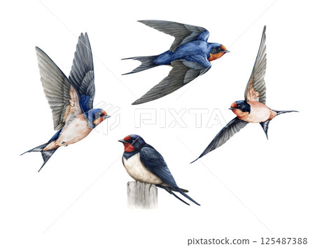 Flying birds watercolor painted illustration set on white background. Cute barn swallows with spread wings, sitting isolated element collection. Wildlife martin bird vintage style illustration Flying birds watercolor painted illustration set on white background. Cute barn swallows with spread wings, sitting isolated element collection. Wildlife martin bird vintage style illustration 125487388
