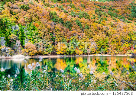 山梨縣的黃葉中的汐蓮湖 山梨縣的黃葉中的汐蓮湖 125487568
