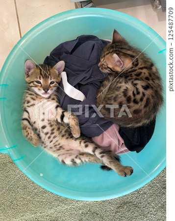 Two adorable kittens lounge in a turquoise laundry basket, one sprawled with a playful expression, while the other curls up, showcasing their spotted fur patterns. 125487709