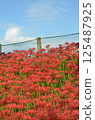 A cluster amaryllis that shines in the blue sky 125487925