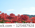 Autumn sky and bright red cluster amaryllis 125487928