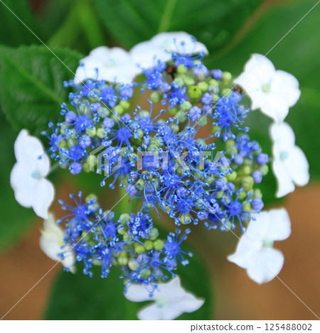 藍色繡球花 125488002