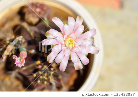 Gymnocalycium ,Gymnocalycium mihanovichii or gymnocalycium mihanovichii variegated with flower or cactus flower 125488057