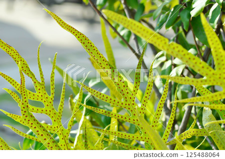 Monarch fern or Microsorum scolopendria or Maile scented fern or Musk fern or Wart fern, Pteris vittata or Pteris vittata L or fern or green leaf or polypodioides pseudolachnopus 125488064